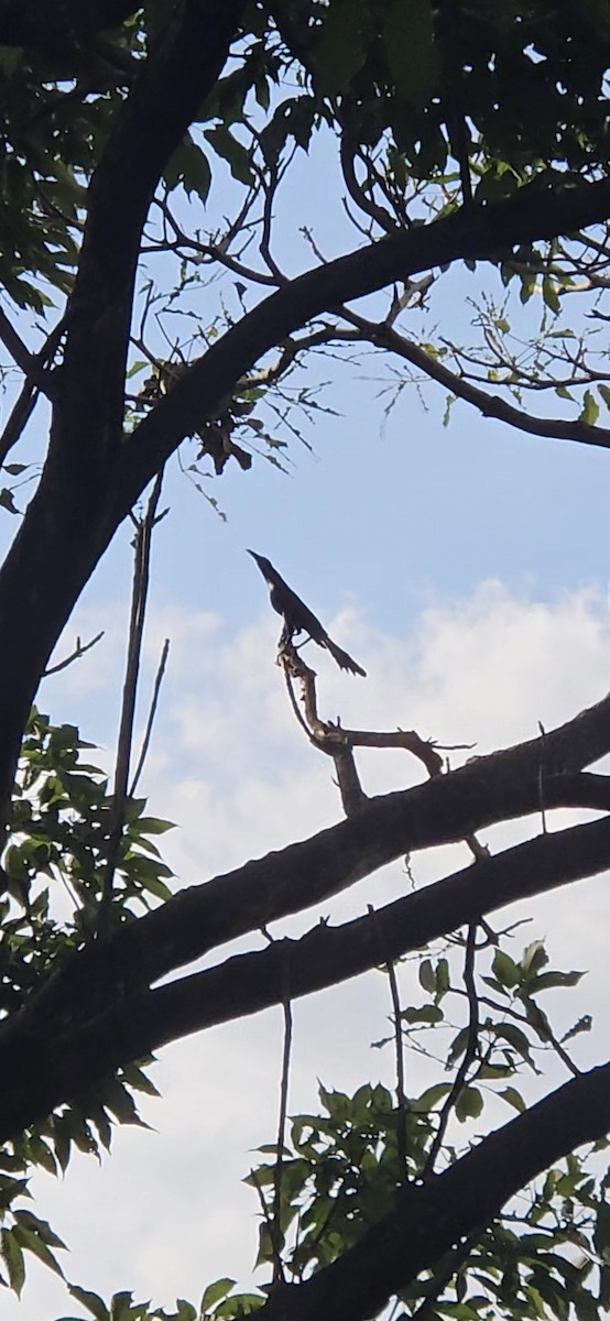 Great-tailed Grackle - ML646419128