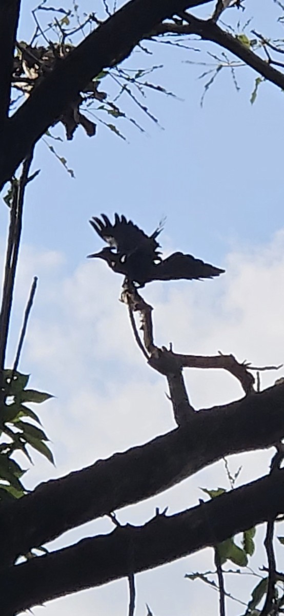 Great-tailed Grackle - ML646419129