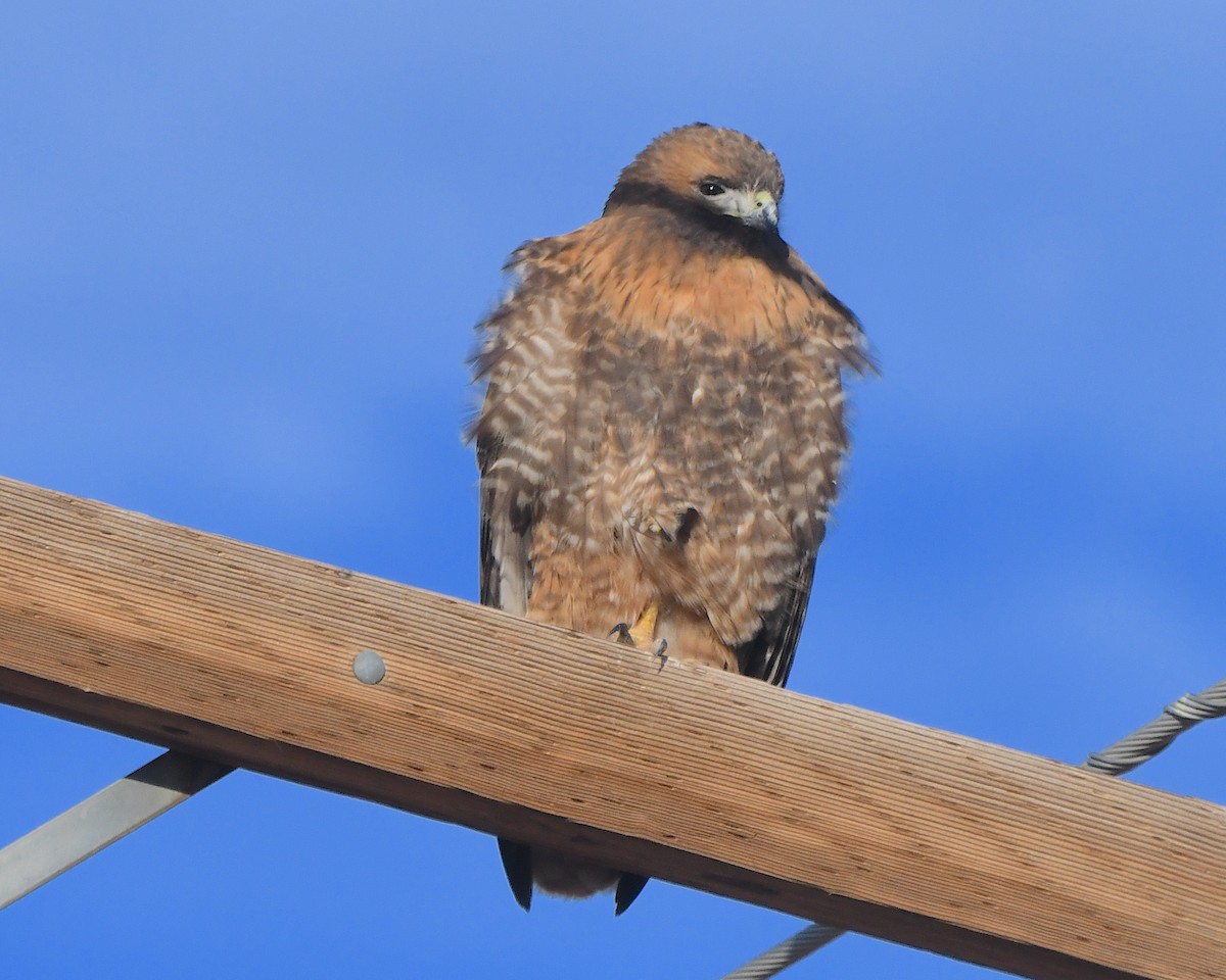 káně rudochvostá - ML646419130