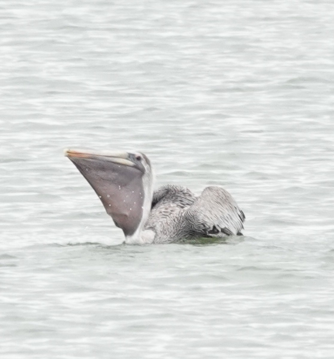 pelikán hnědý - ML646419131