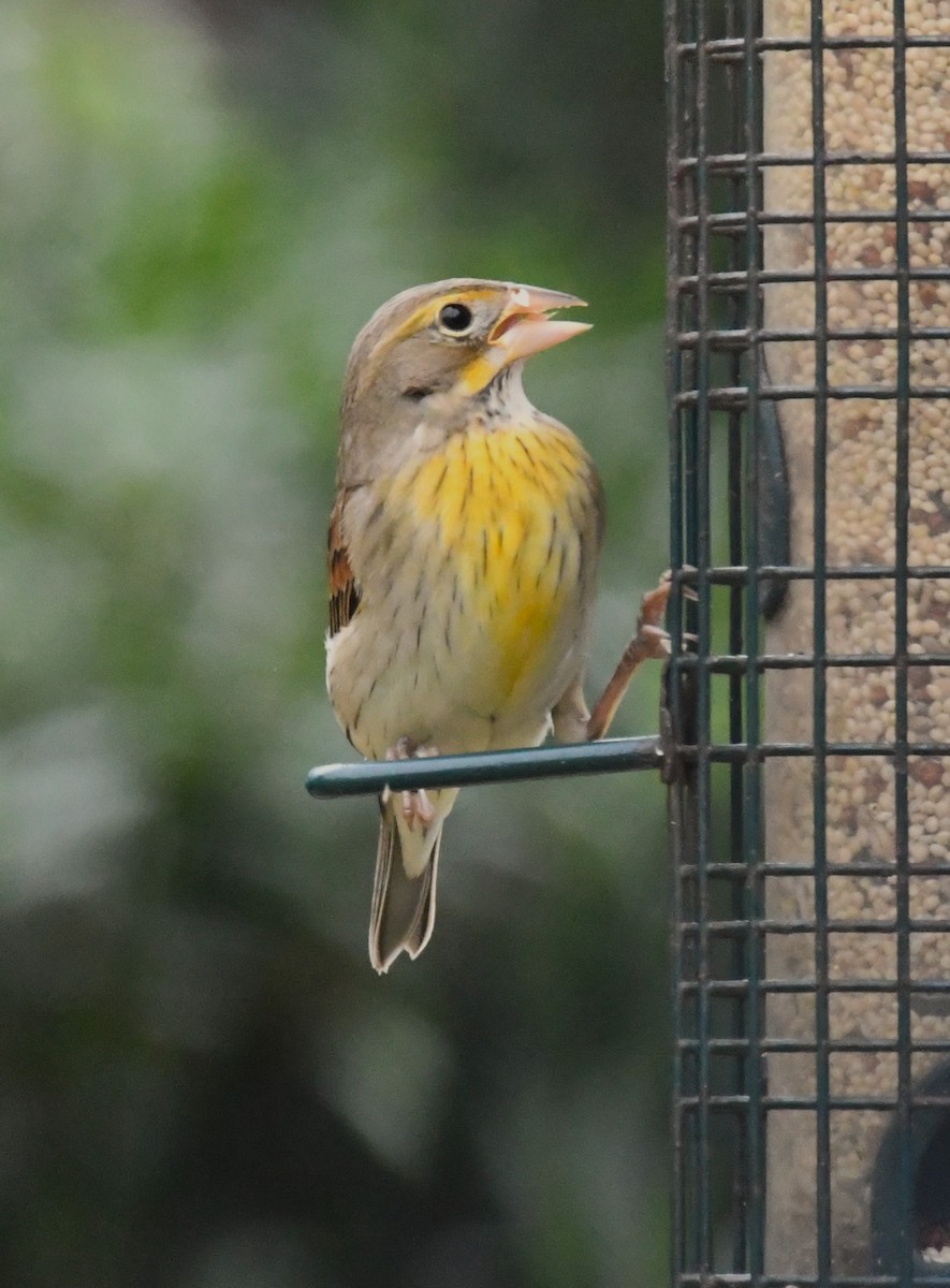 Dickcissel - ML646419133