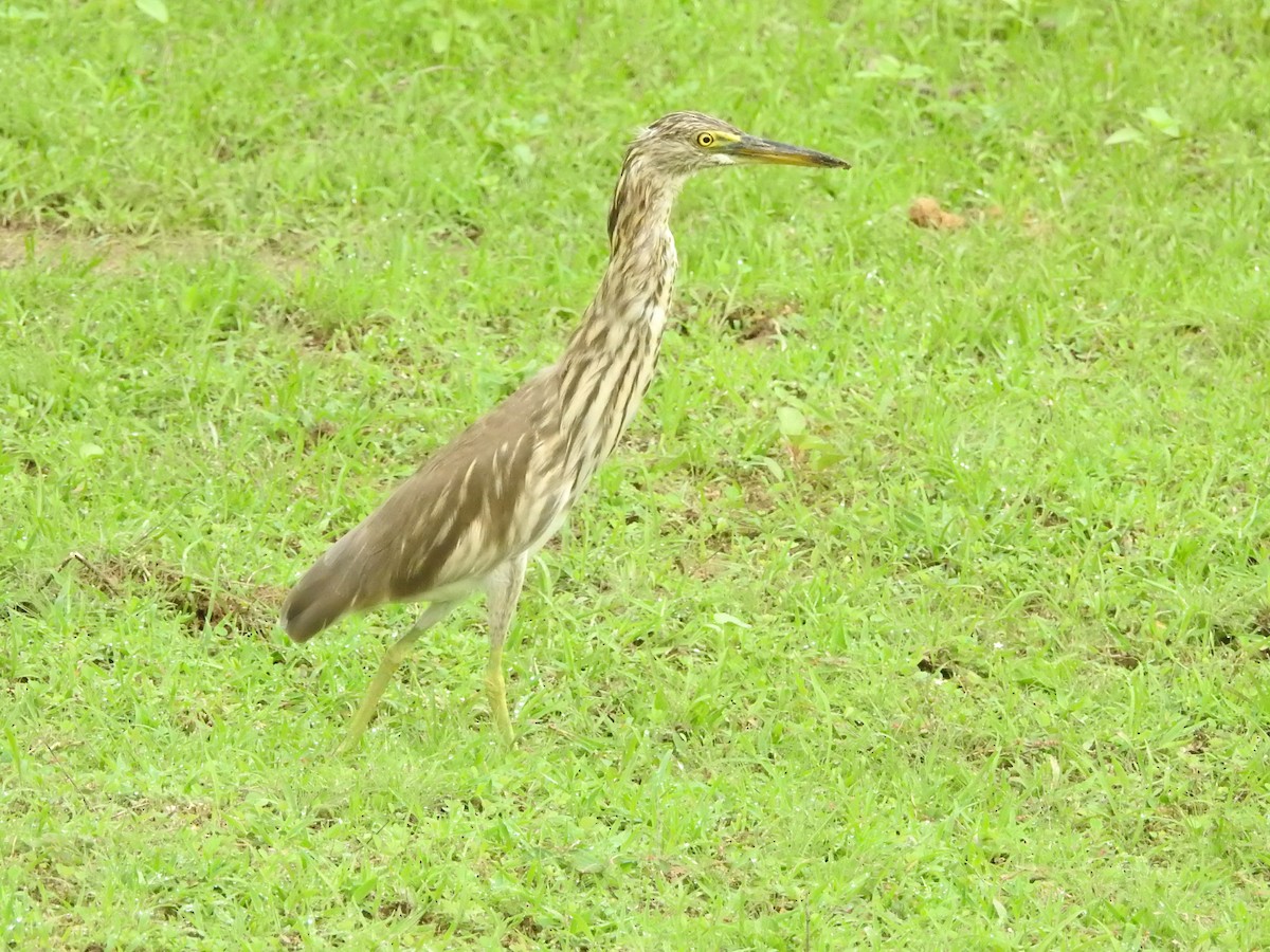 Garcilla India - ML646419134