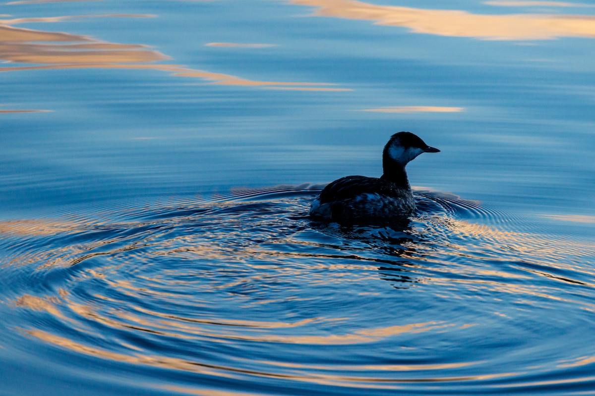 角鸊鷉 - ML646419135