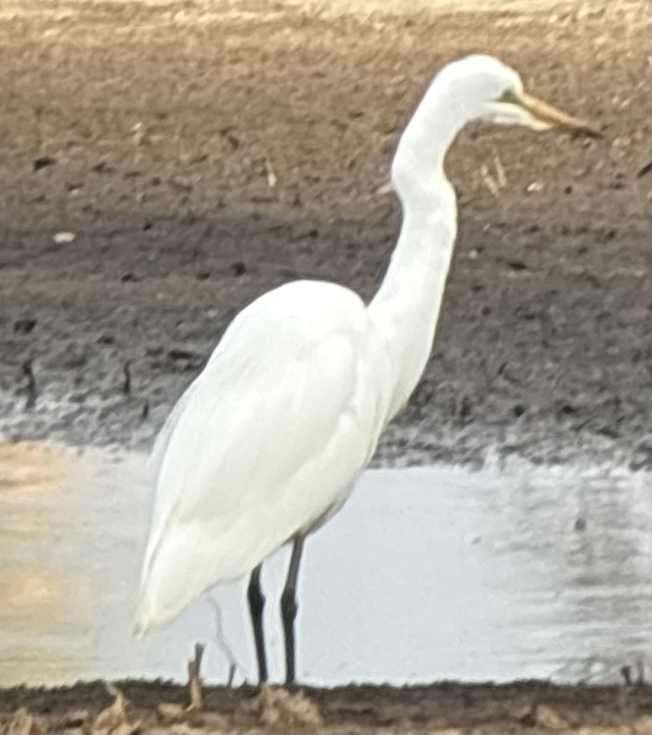 Great Egret (African) - ML646419137