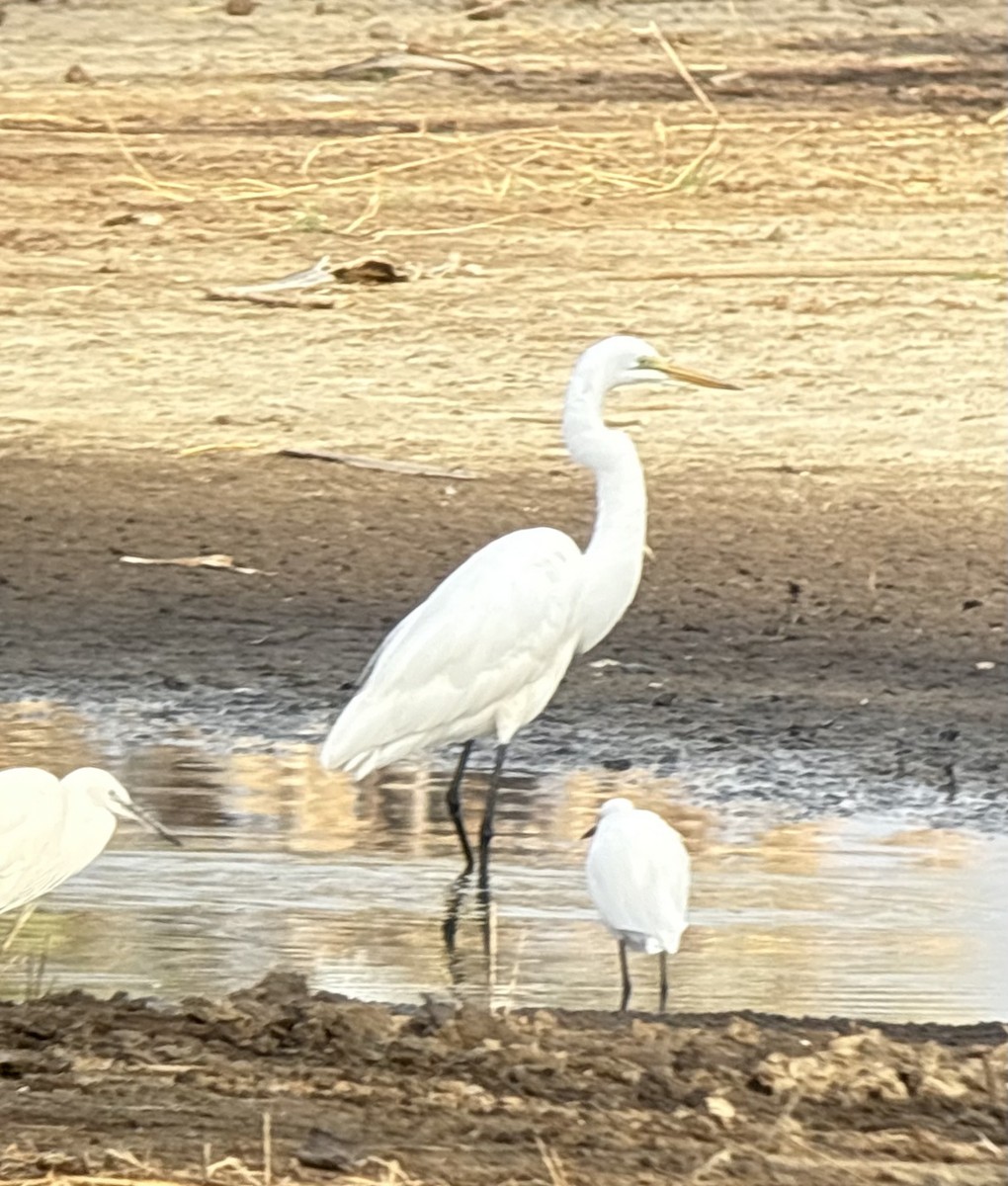 Great Egret (African) - ML646419138