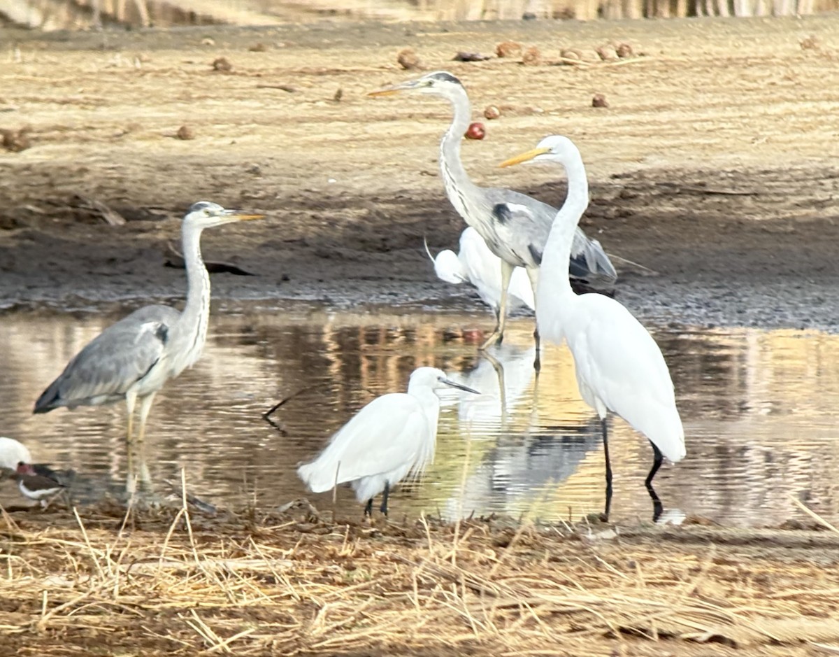 Great Egret (African) - ML646419139