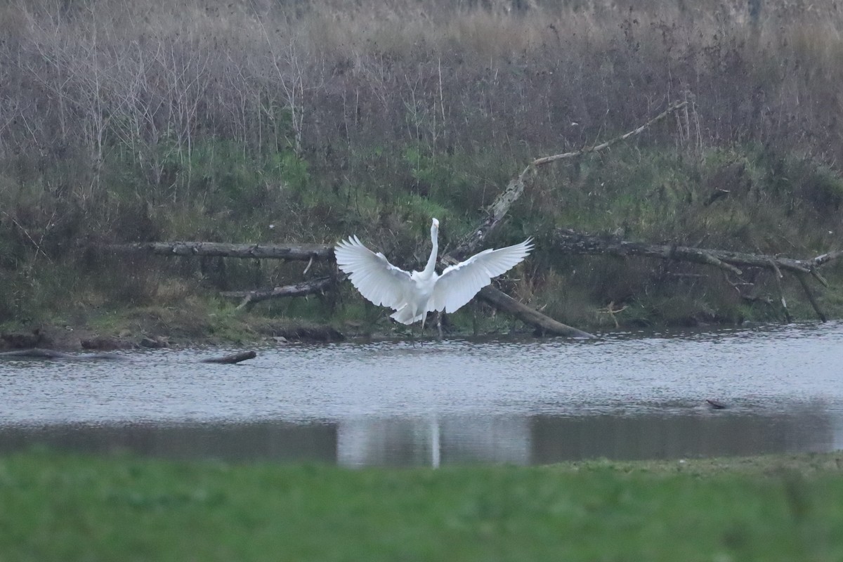 volavka bílá - ML646419141