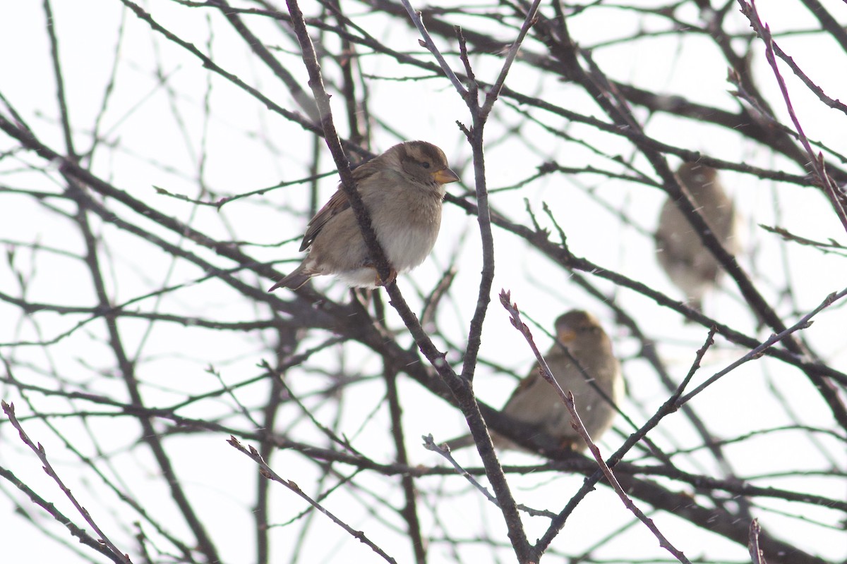 House Sparrow - ML646419153