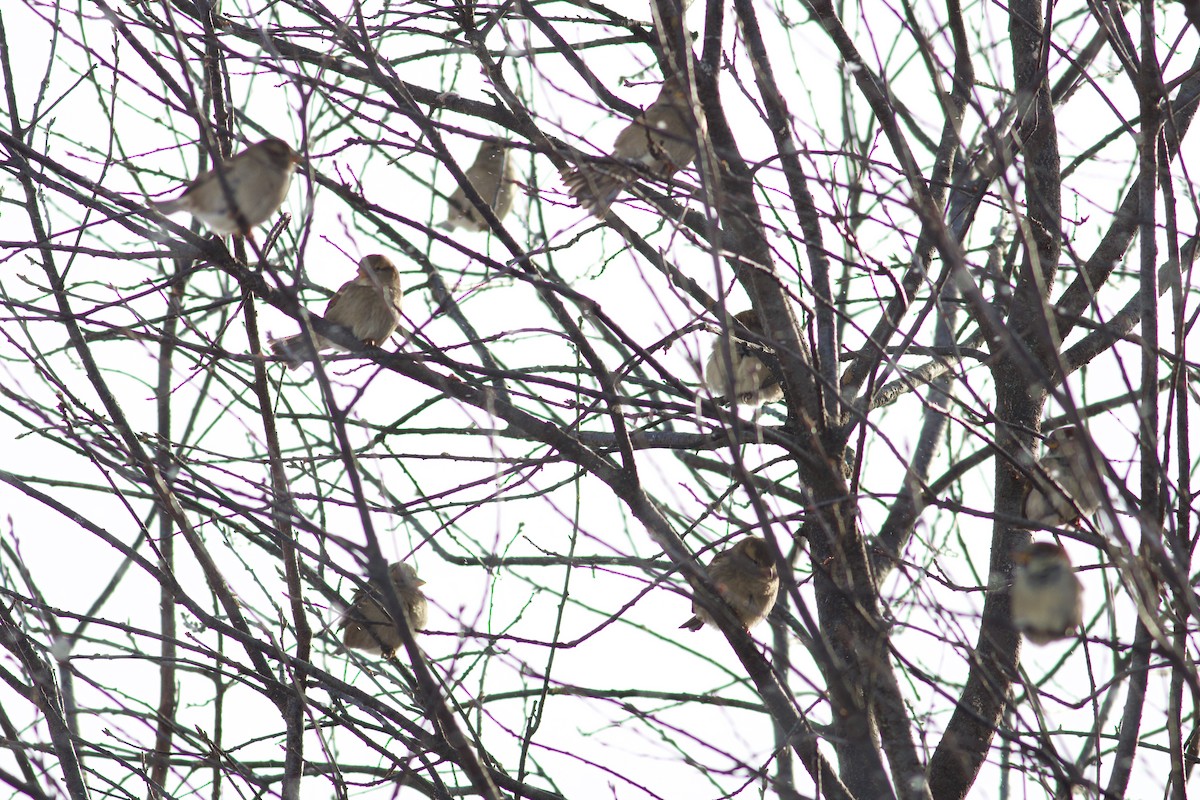 House Sparrow - ML646419154