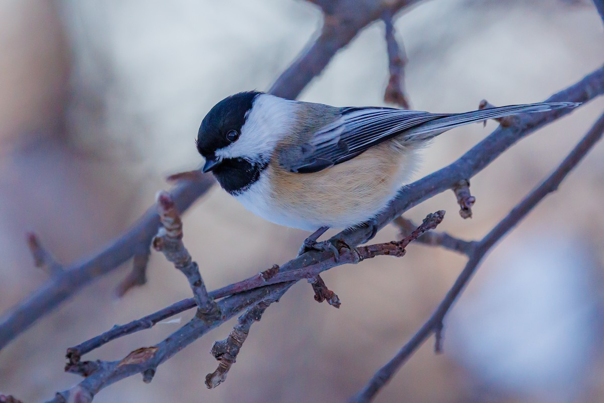 Black-capped Chickadee - ML646419155