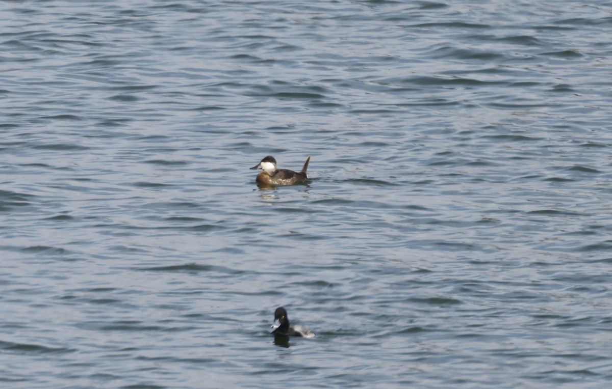 Schwarzkopf-Ruderente - ML646419156