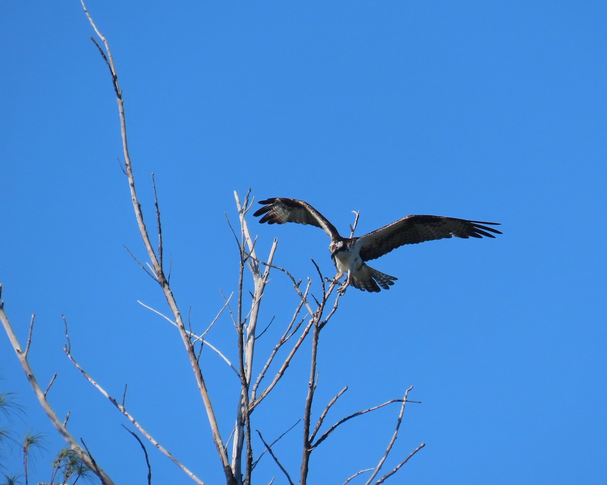 Osprey - ML646419157