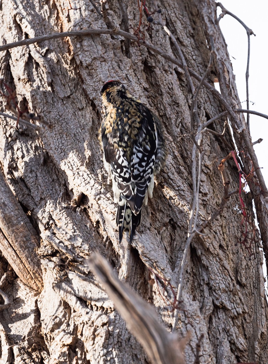 Yellow-bellied Sapsucker - ML646419159