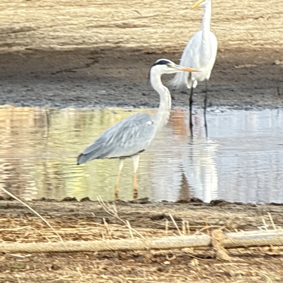 Gray Heron (Gray) - ML646419160