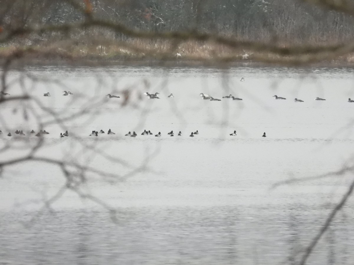 Common Loon - ML646419161