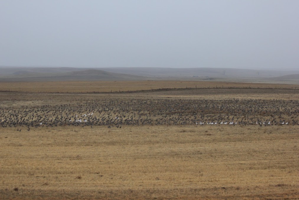 Гуска білолоба - ML646419162