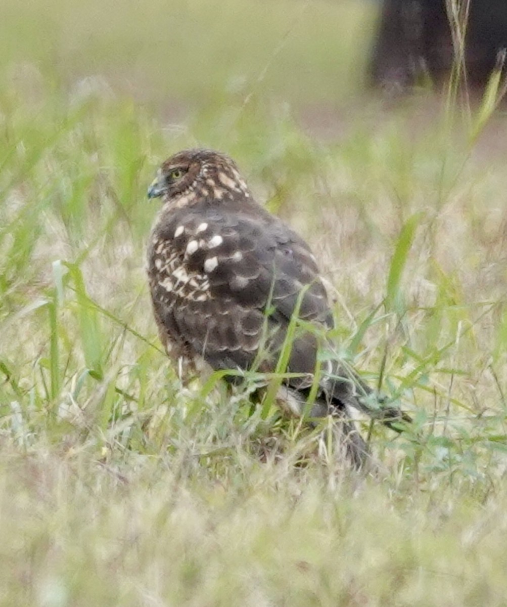 moták severoamerický - ML646419163