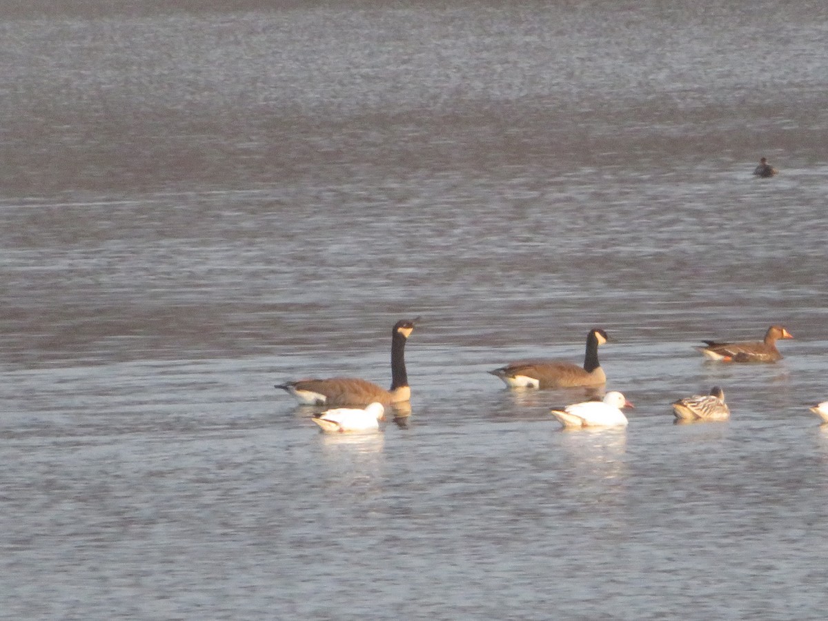 אווז לבן-מצח - ML646419164