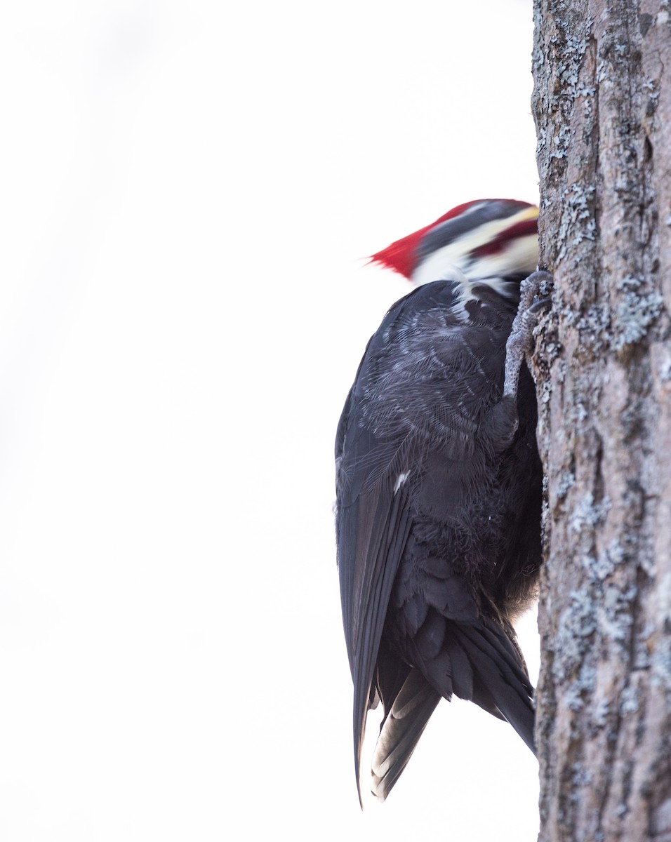 Жовна північна - ML646419165