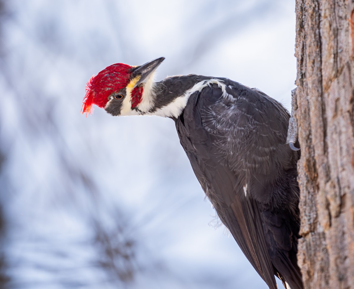 Жовна північна - ML646419166