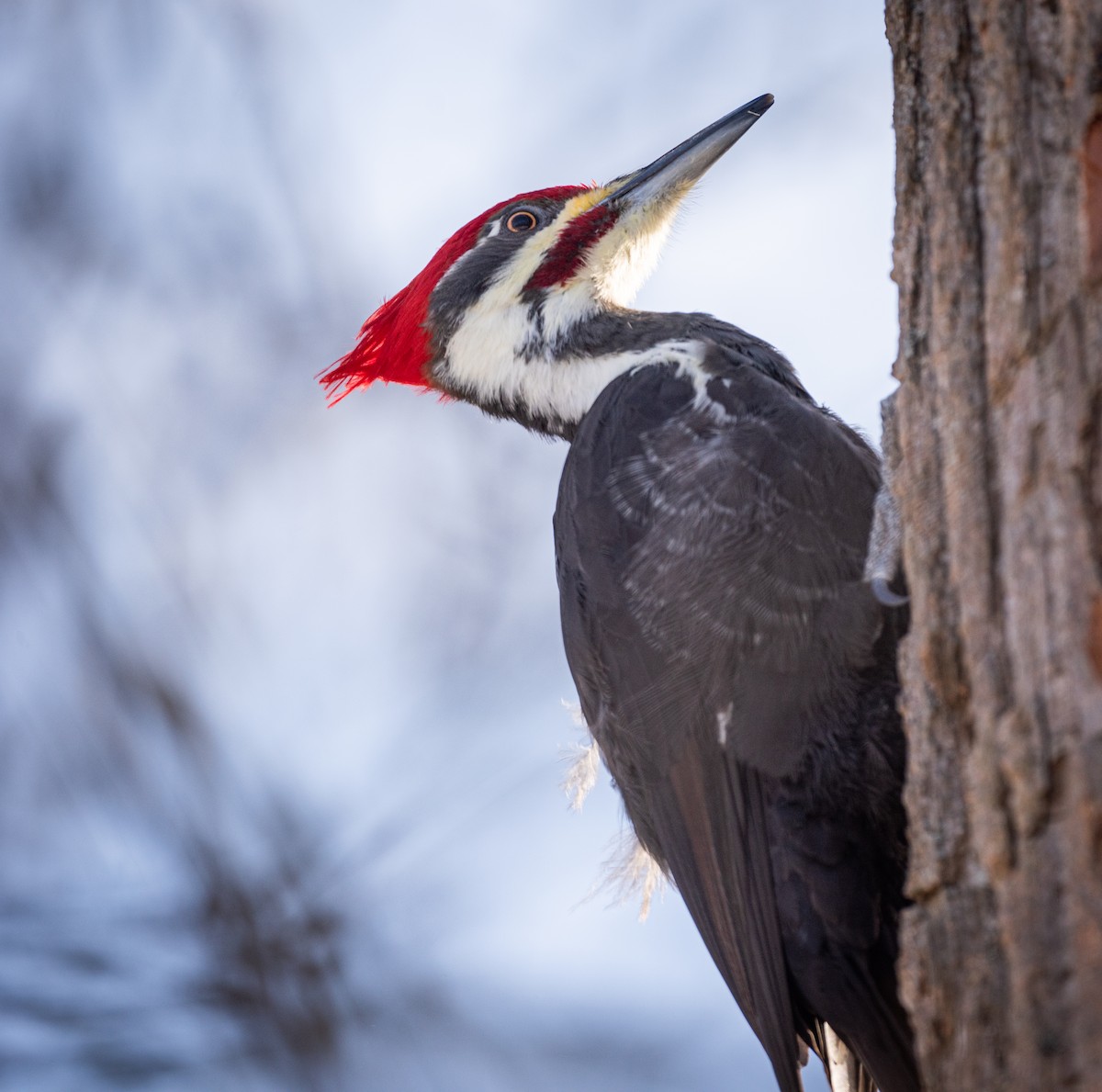 Жовна північна - ML646419167