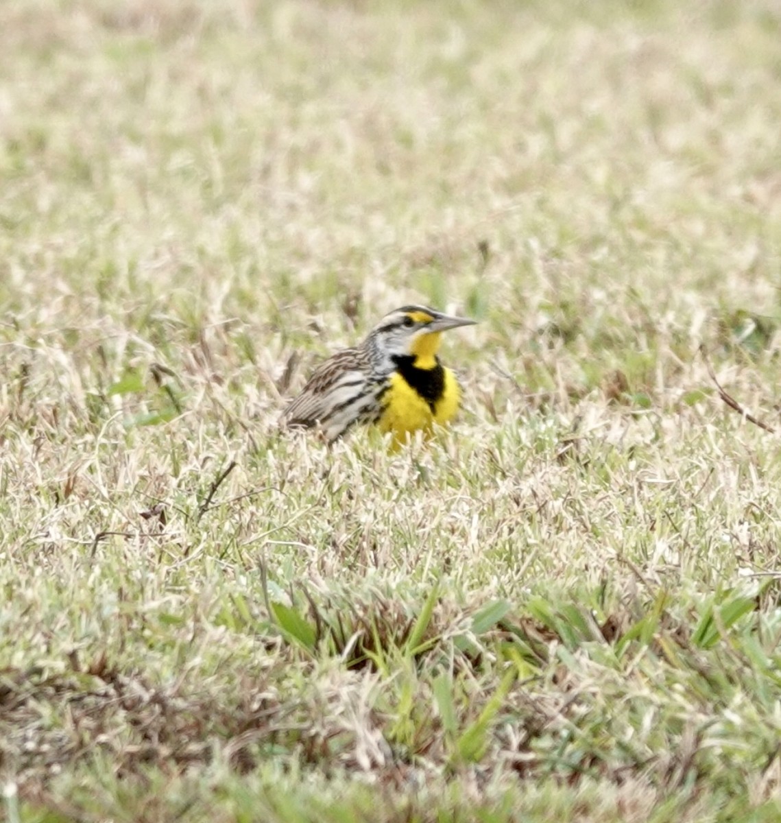 Eastern Meadowlark - ML646419168