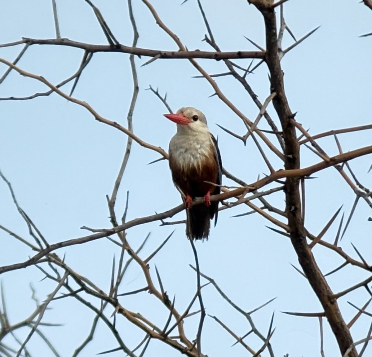 ledňáček šedohlavý - ML646419169