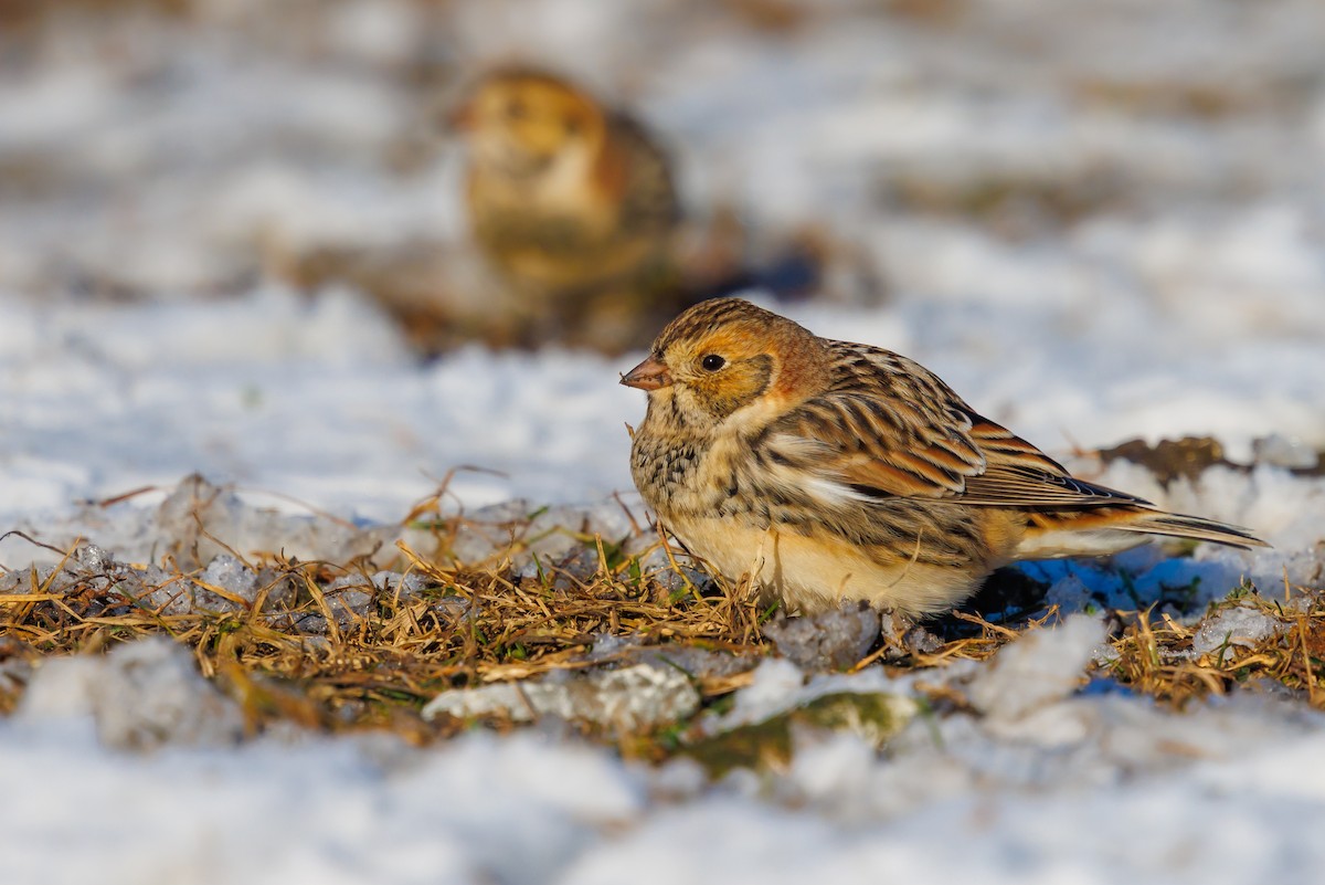 Lapland Longspur - ML646419173