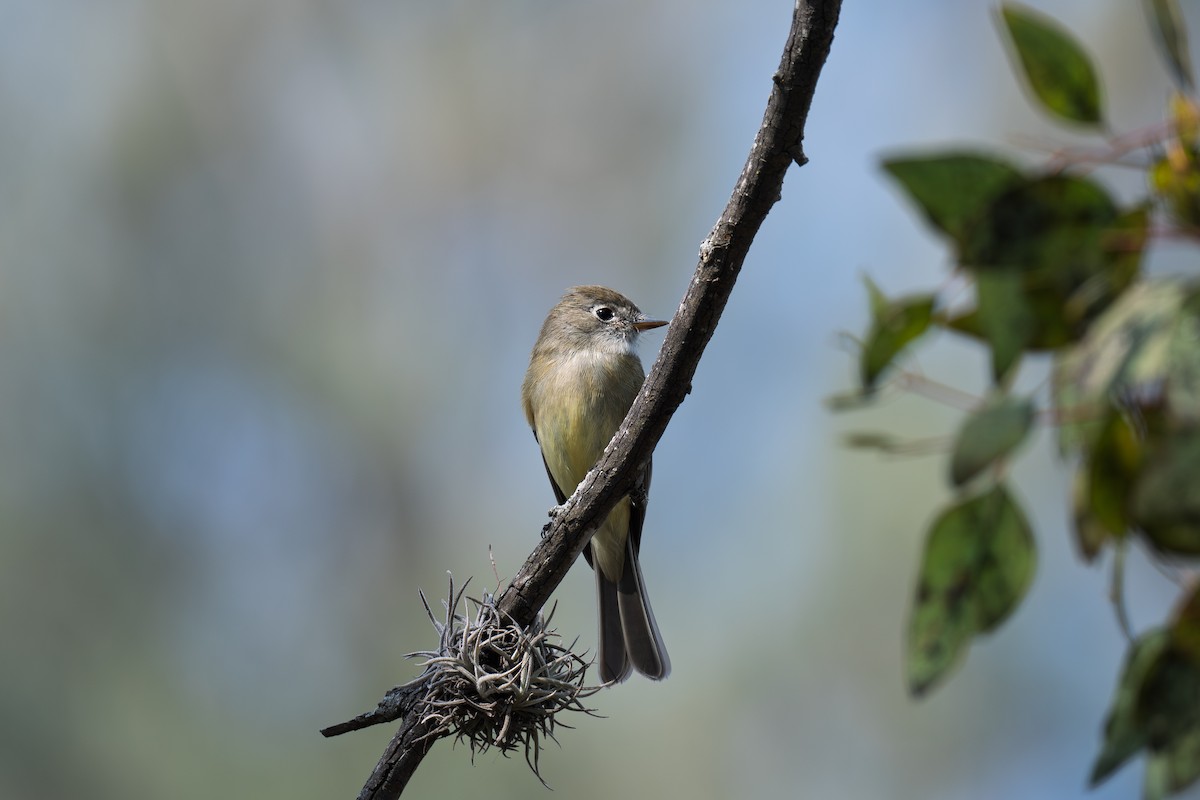 Least Flycatcher - ML646419175