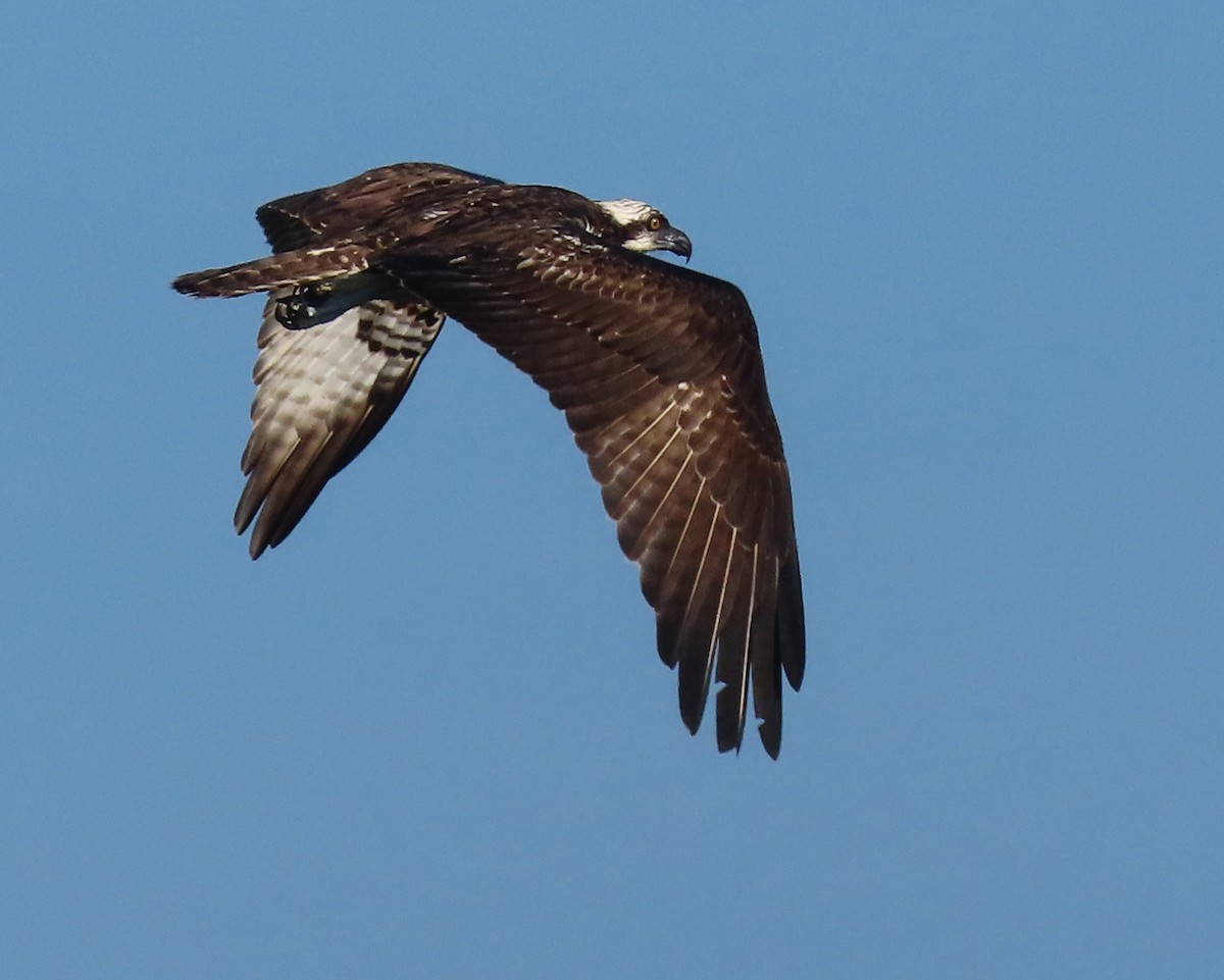 Osprey - ML646419176