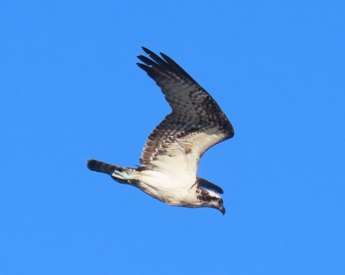Osprey - ML646419177