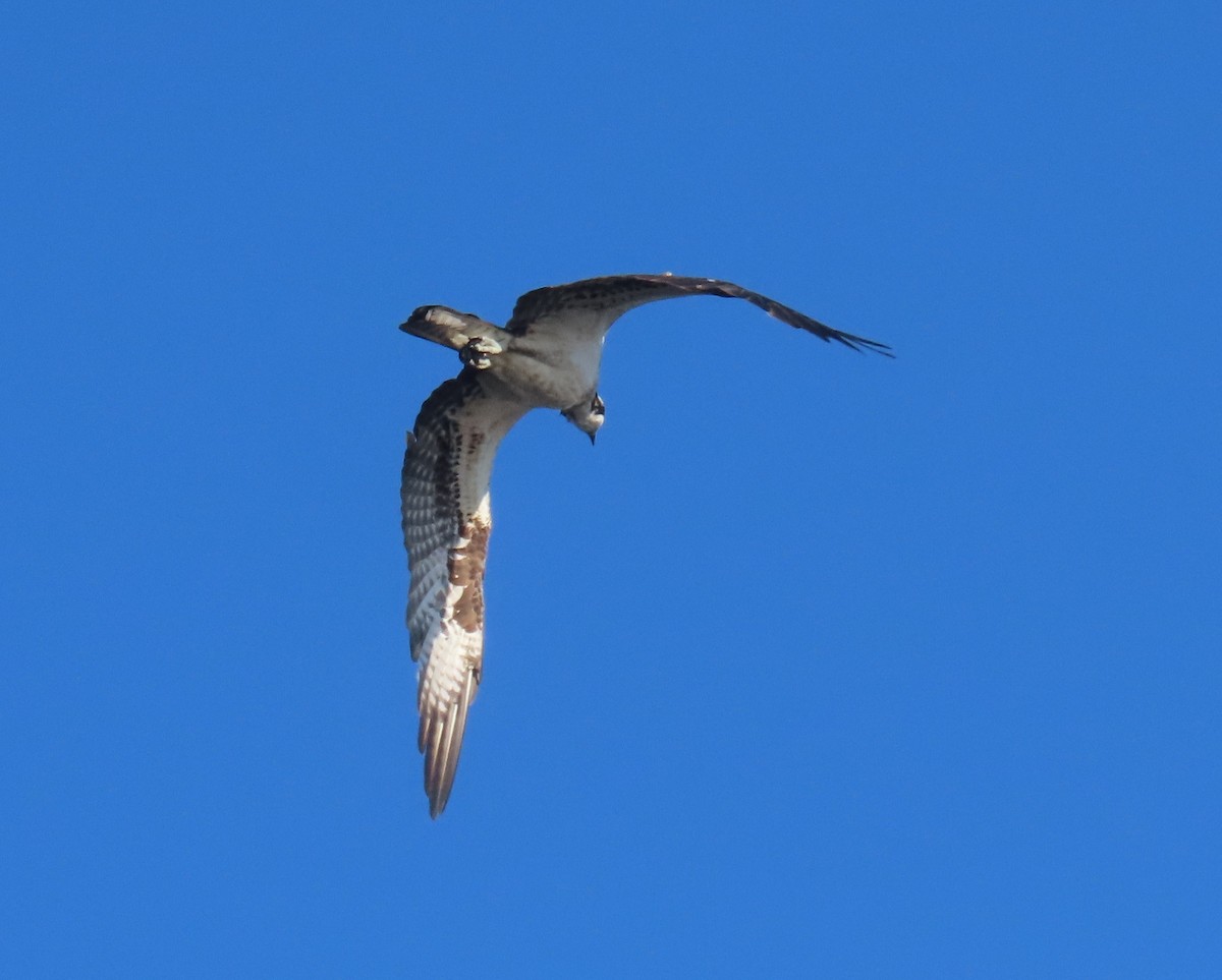 Osprey - ML646419178