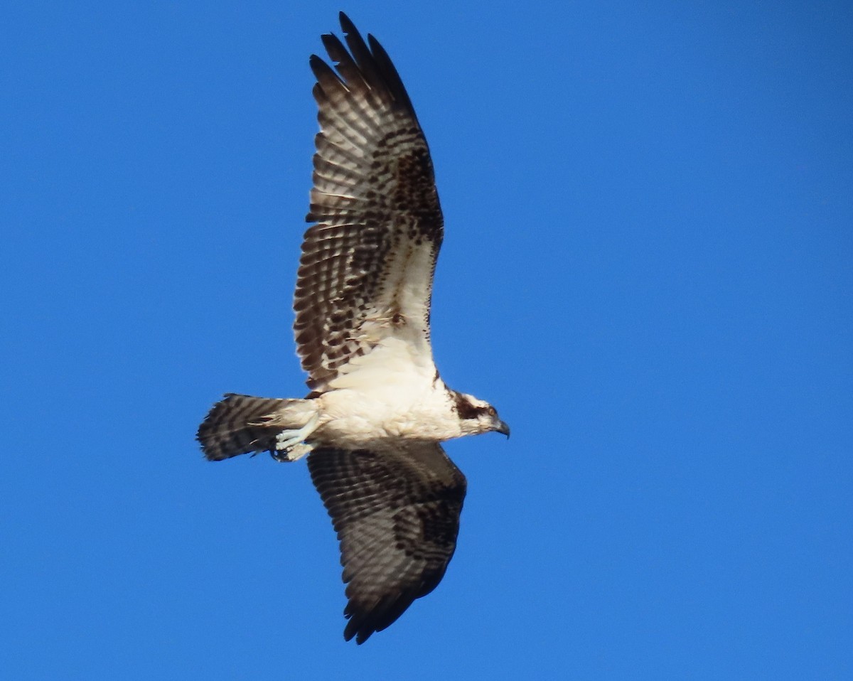 Osprey - ML646419179