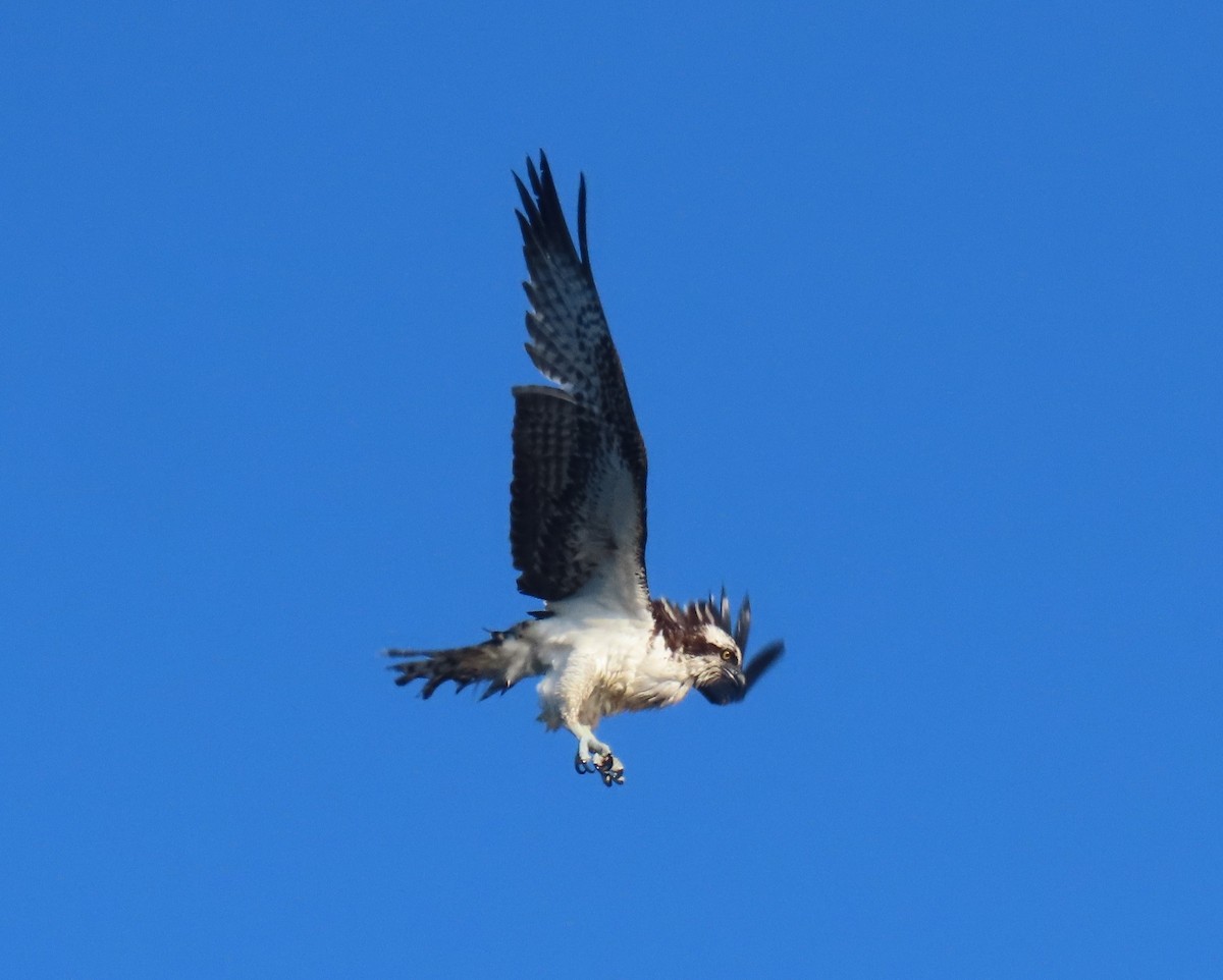 Osprey - ML646419180