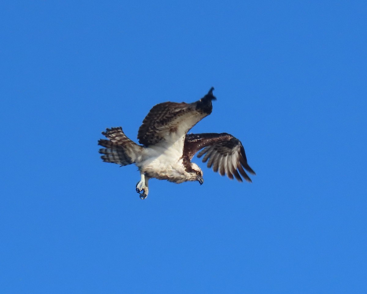 Osprey - ML646419181