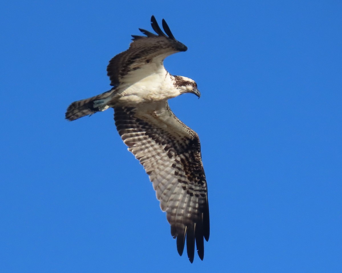 Osprey - ML646419182