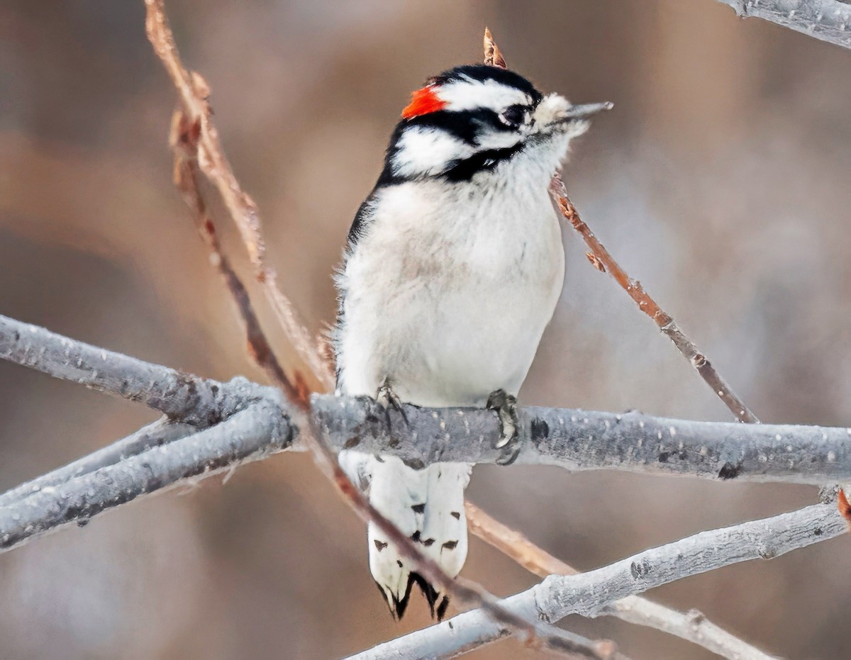 Downy Woodpecker - ML646419183