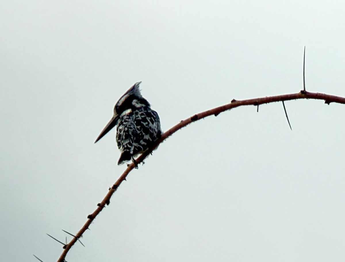 Pied Kingfisher - ML646419184