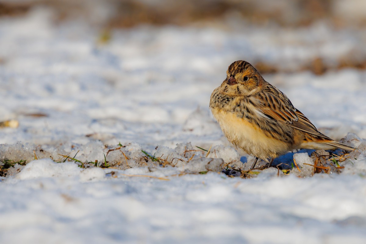 Lapland Longspur - ML646419185