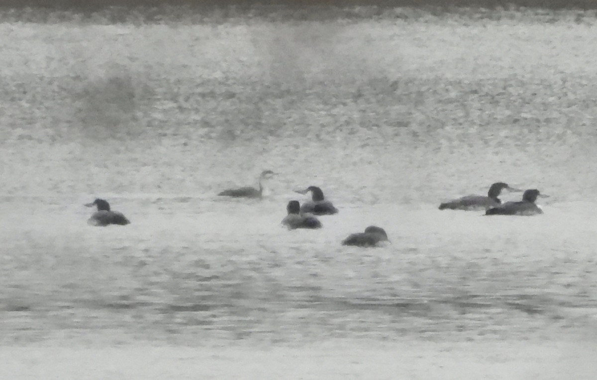 potáplice malá - ML646419186