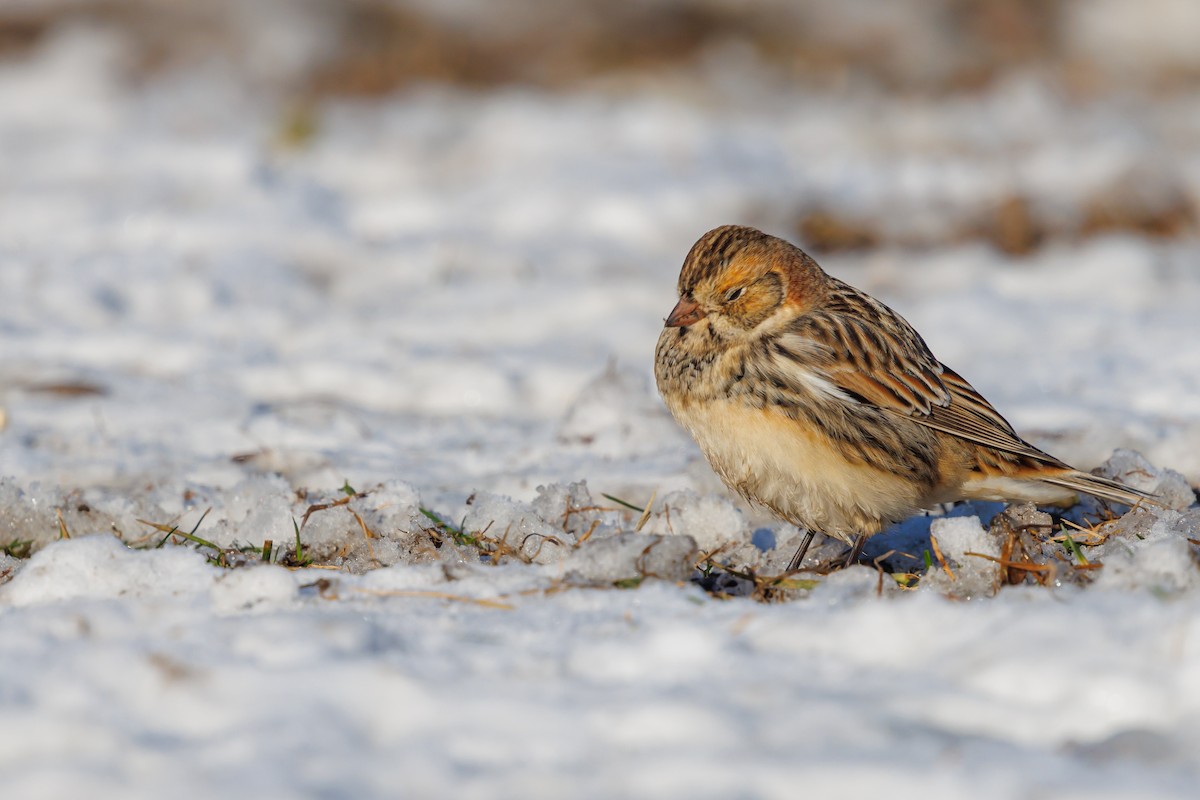 Lapland Longspur - ML646419188