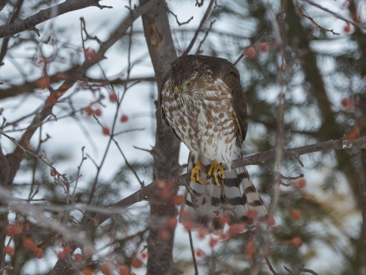 Sharp-shinned Hawk - ML646419193