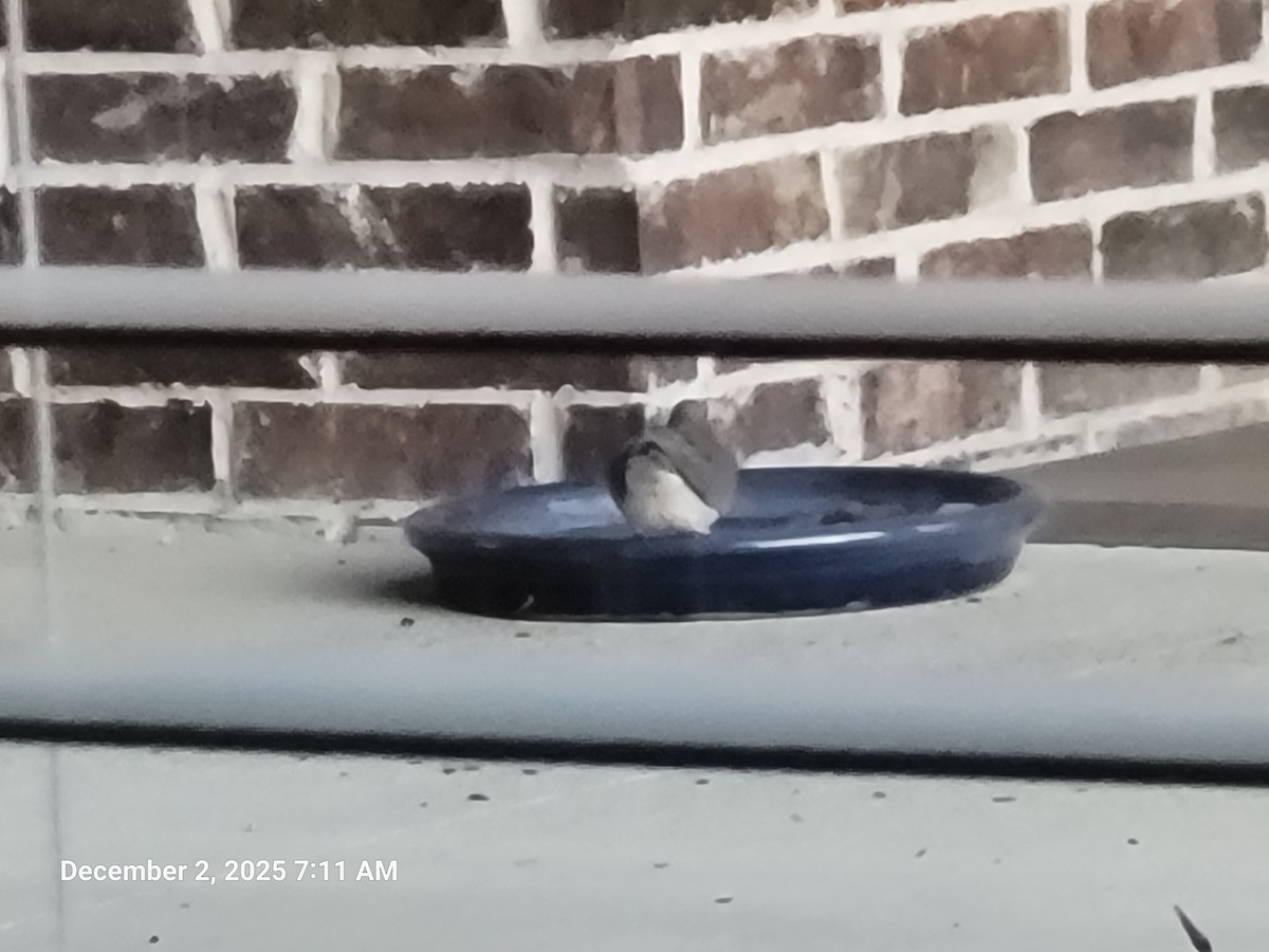 Mourning Dove - ML646419201