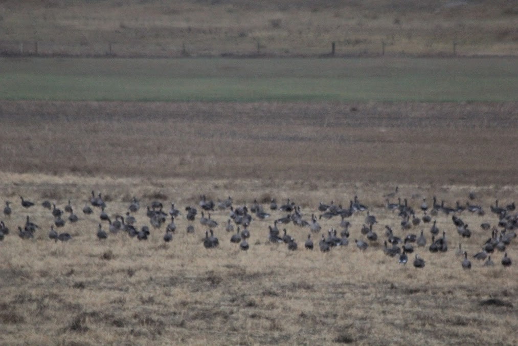 Гуска білолоба - ML646419202