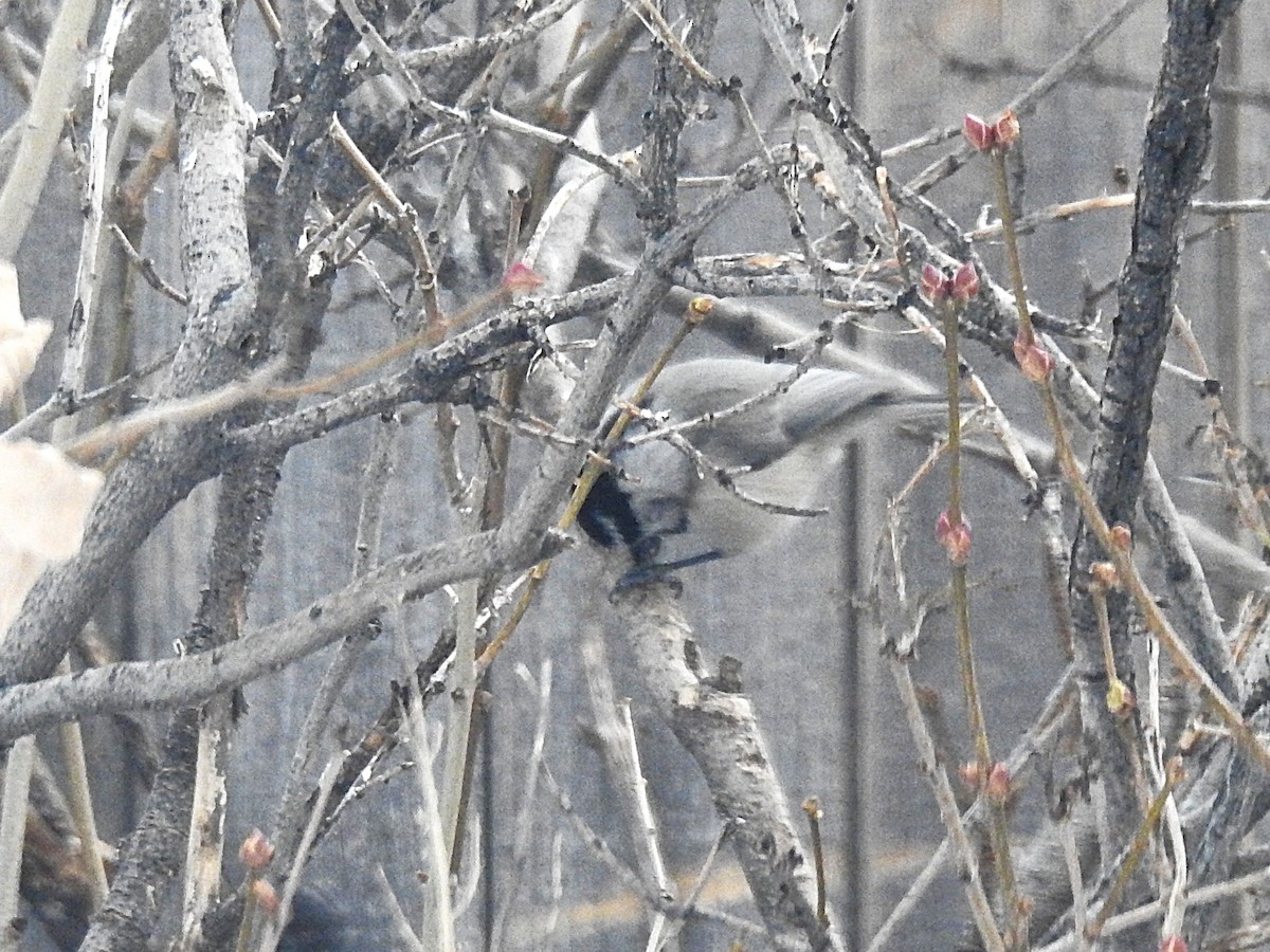 Mountain Chickadee - ML646419203