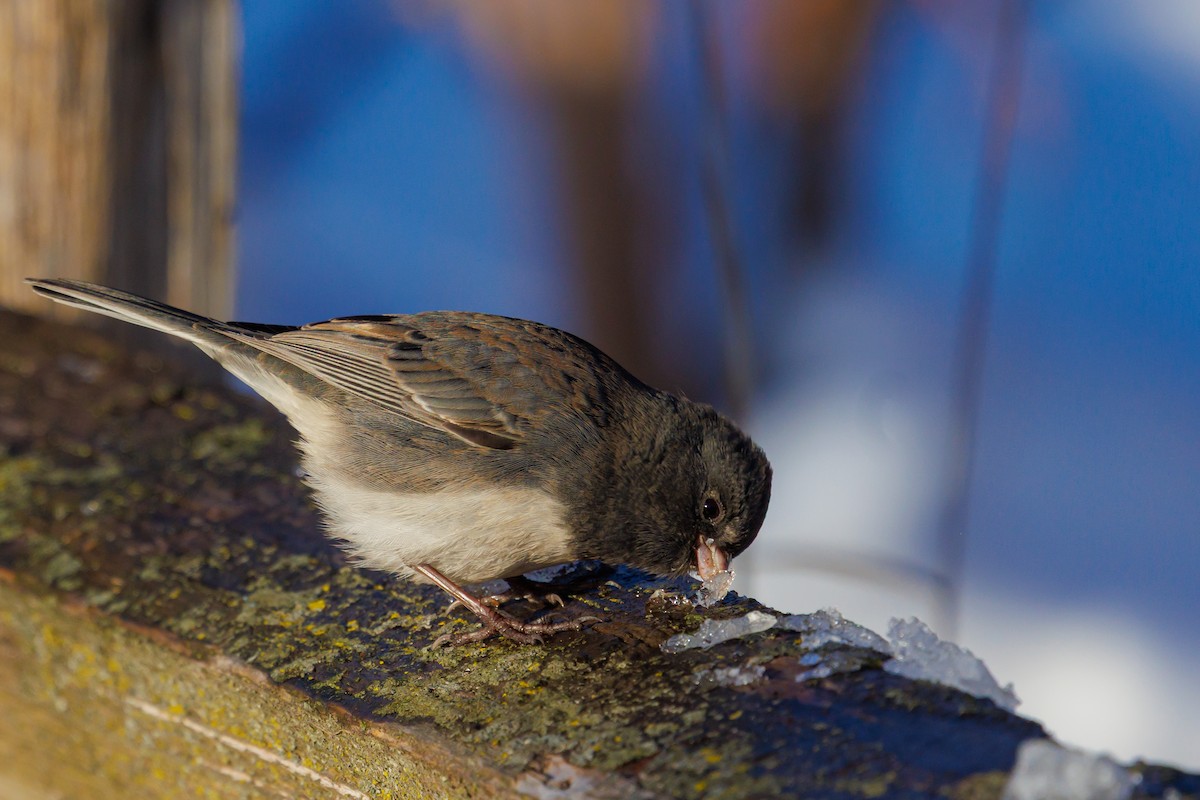Dark-eyed Junco - ML646419204