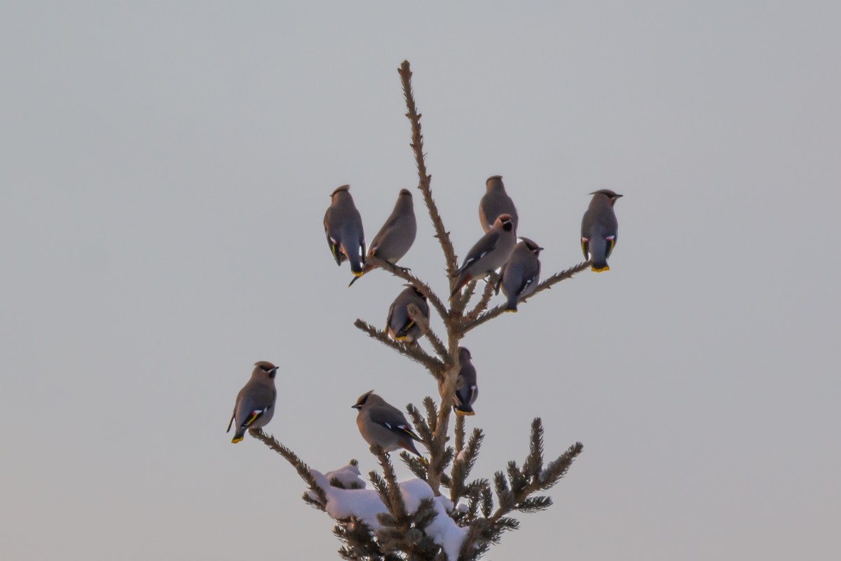 Bohemian Waxwing - ML646419205