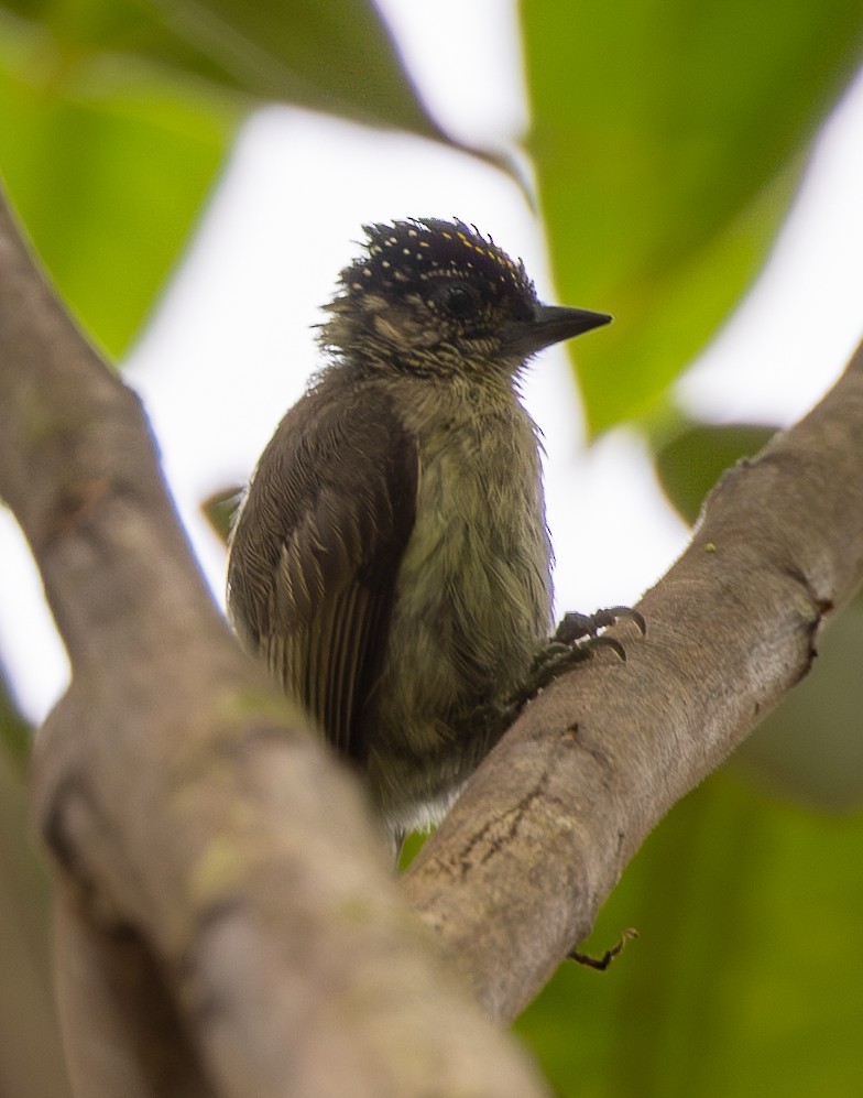 Grayish Piculet - ML646419206