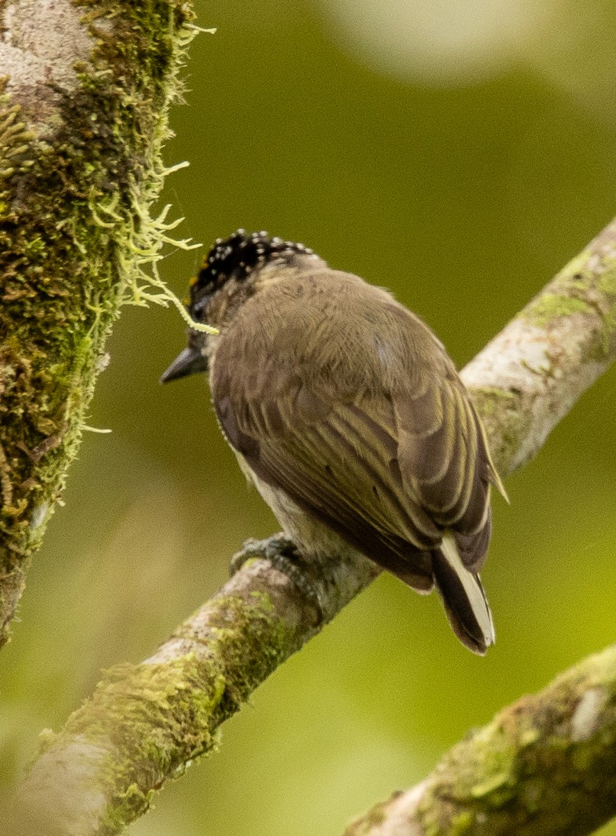 Grayish Piculet - ML646419207