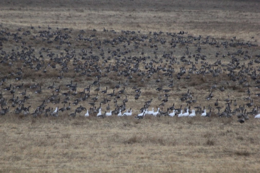 Snow Goose - ML646419208